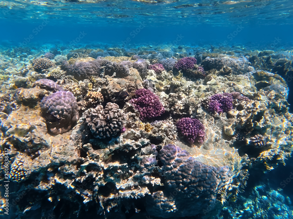 Fototapeta premium Stunning underwater view of a shallow coral reef with purple hard corals and clear blue water in Sharm El Sheikh.