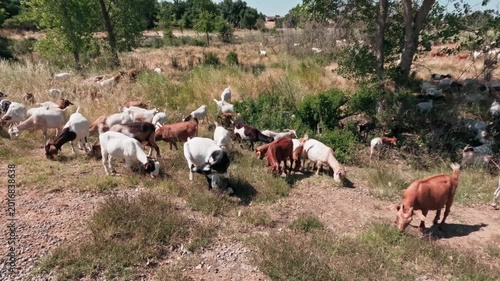 Handheld shot of a large herd of goats grazing in a sunny rural field
