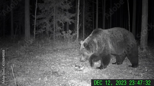 Bear doll with city ruin in background concept. A bear walking through a forest captured at night by a camera.