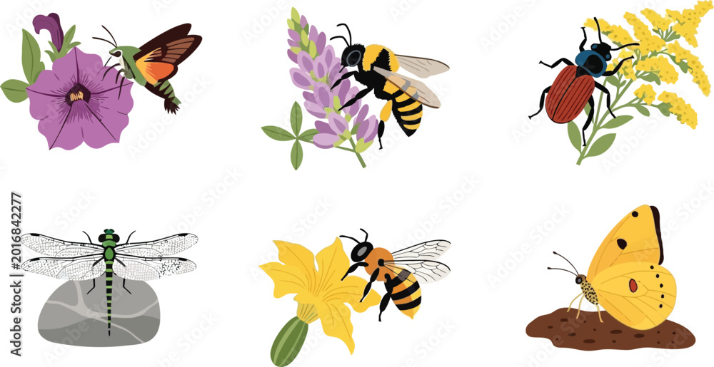 Fototapeta premium Collection of insects on flowers including bees butterflies dragonflies and beetles in a flat vector illustration style for nature and science concepts