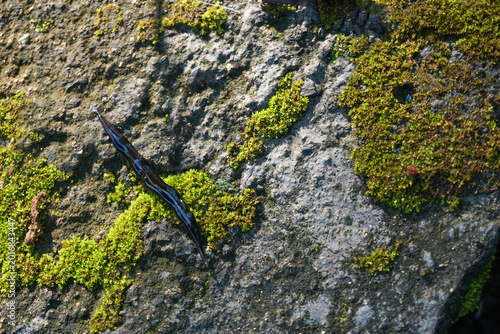 Canvastavla A naked snail of the species Laevicaulis alte crawling on a concrete surface covered in fresh green moss, a sharp color contrast between the snail's dark body and the natural background