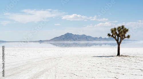 A lone Joshua tree stands on a vast, white salt flat with a mountain range in the background under a blue sky with clouds.