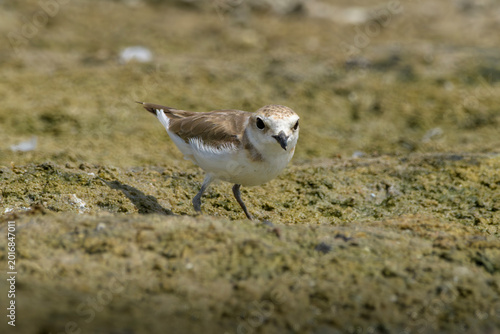 Fotografi Greater Sand Plover on mudflat near Nalsarovar, Gujarat