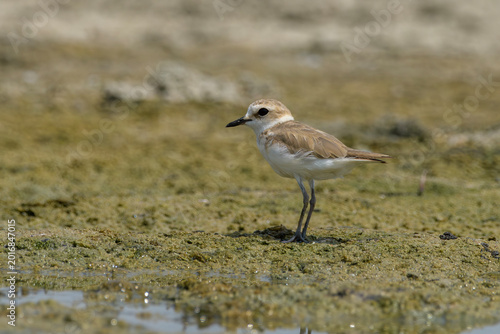 Billede på lærred Greater Sand Plover on mudflat near Nalsarovar, Gujarat