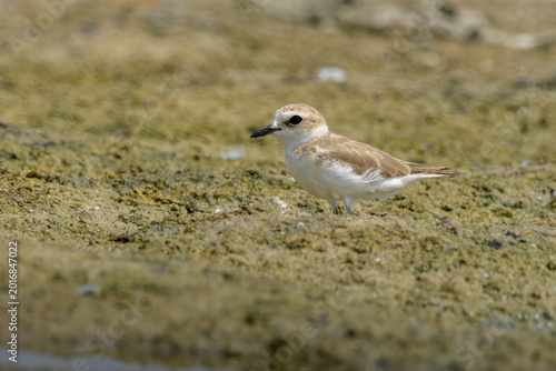 Принти на полотні Greater Sand Plover on mudflat near Nalsarovar, Gujarat