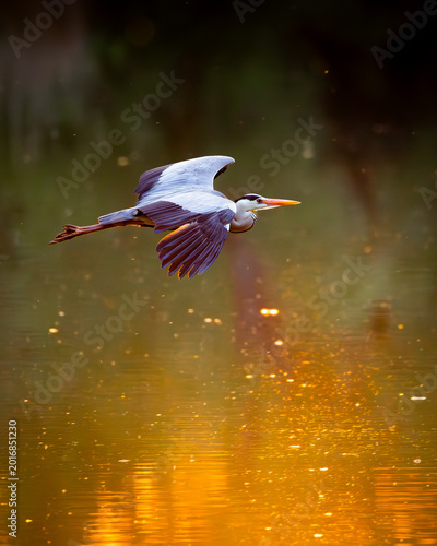 Photos Grey Heron Flying Low Over Water at Sunset