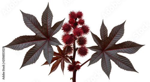 Castor oil plant with red spiky seed pods and dark leaves isolated on transparent background studio photo