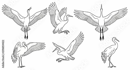 Set of Hand-Drawn Crane Bird Illustrations in Various Dynamic Poses