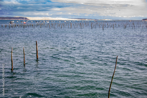 Minimalist View of Oyster Farm Poles (Pignots) in Arcachon Bay