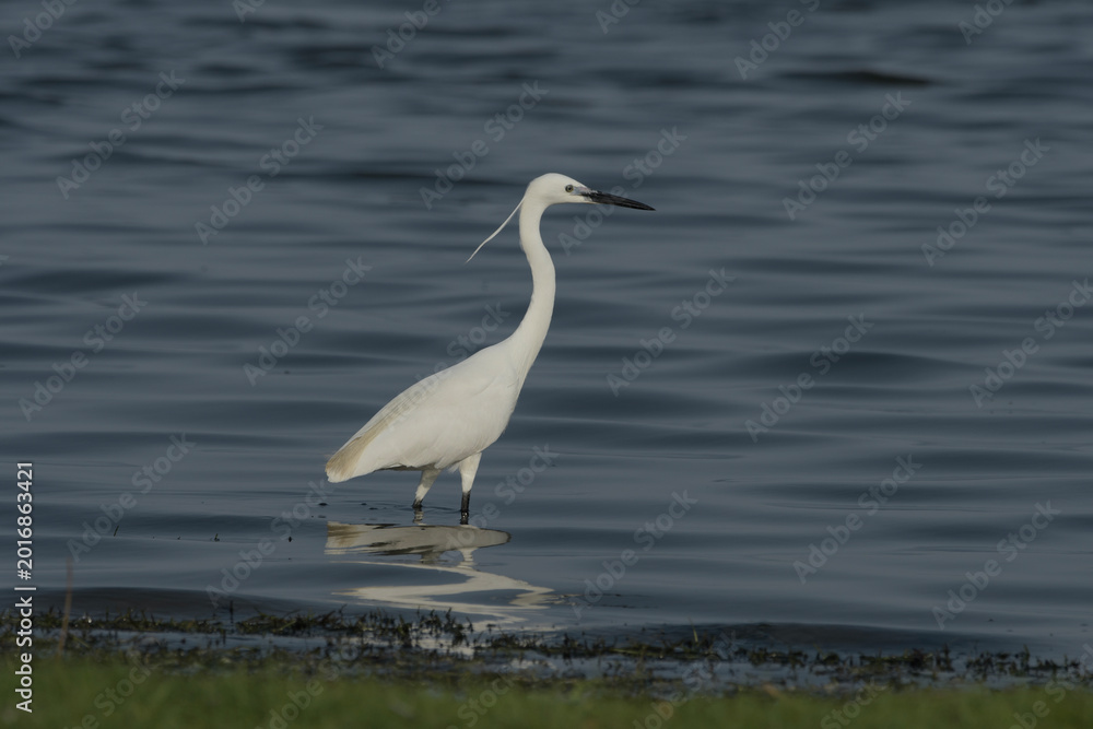 Fototapeta premium Little Egret in wetland near Nalsarovar, Gujarat