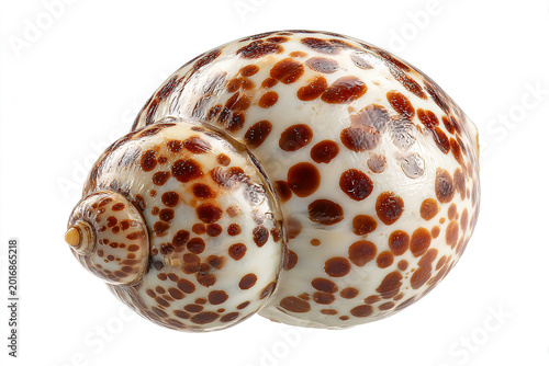 Exquisite sea shell with unique spotted pattern, perfect for luxury design, coastal decor, and creative projects, evoking a sense of tranquility