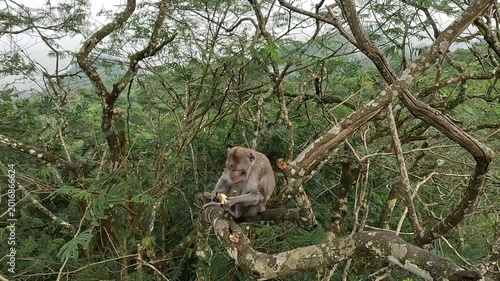 Macaca fascicularis (Monyet kra, long tailed macaque, monyet  pemakan kepiting, crab eating monkey) is eating banana.
