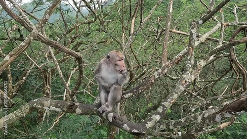 Macaca fascicularis (Monyet kra, long tailed macaque, monyet  pemakan kepiting, crab eating monkey) is eating banana.