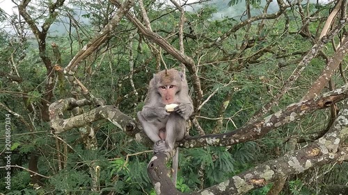 Macaca fascicularis (Monyet kra, long tailed macaque, monyet  pemakan kepiting, crab eating monkey) is eating banana.