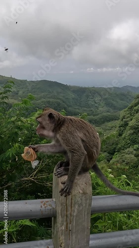 Macaca fascicularis (Monyet kra, kera ekor panjang, monyet ekor panjang, long tailed macaque, monyet  pemakan kepiting) is eating plastic