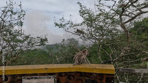 Macaca fascicularis (long tailed macaque, monyet  pemakan kepiting, crab eating monkey, monyet) is mating process with couple