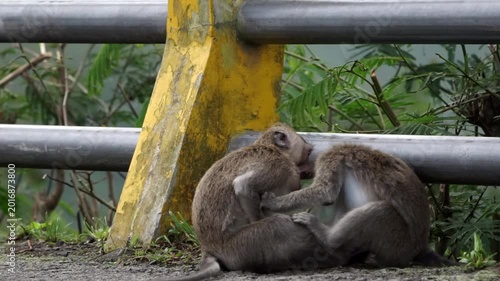 Macaca fascicularis (monyet ekor panjang, long tailed macaque, monyet  pemakan kepiting, monyet) Is fighting each other
