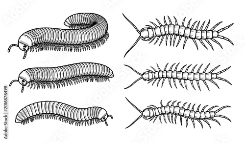 Bilde på lerret Millipede centipede arthropod vector bundle black and white illustration