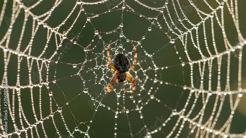 A spider waits patiently on its dew covered web with morning light illuminating the intricate patterns