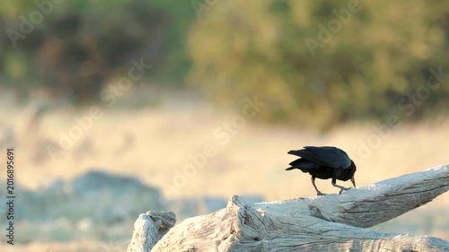 a cape crow perching on a log at ombika waterhole of etosha national park in namibia, africa