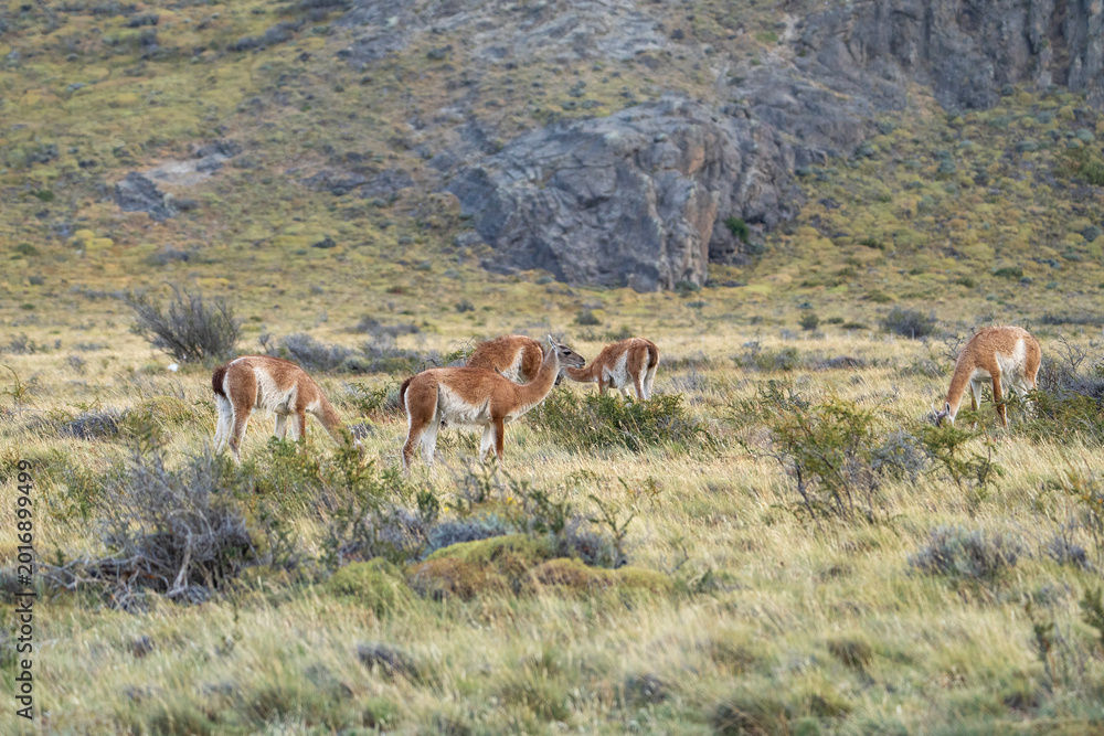 Fototapeta premium Guanacos in Patagonia, Lama guanicoe near El Chalten, Argentina, beautiful landscape with wildlife