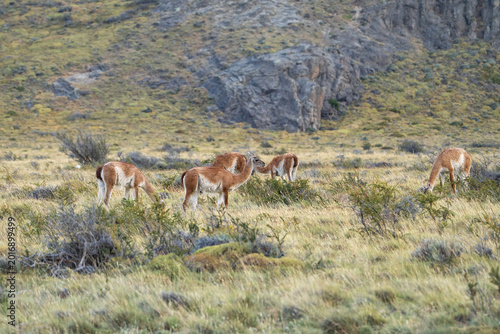 Guanacos in Patagonia, Lama guanicoe near El Chalten, Argentina, beautiful landscape with wildlife