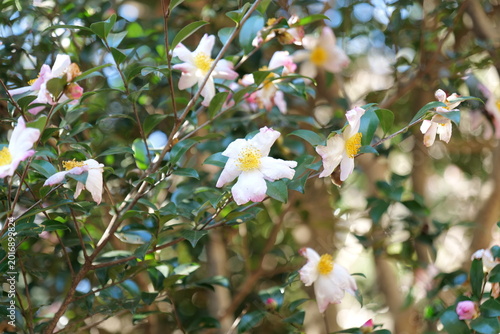 白いサザンカの花