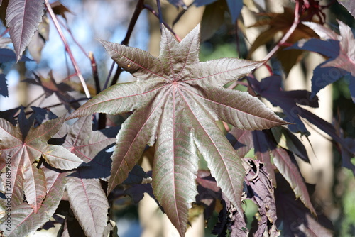 紅葉した葉
