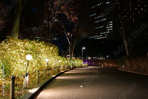 ライトアップされた街路樹
