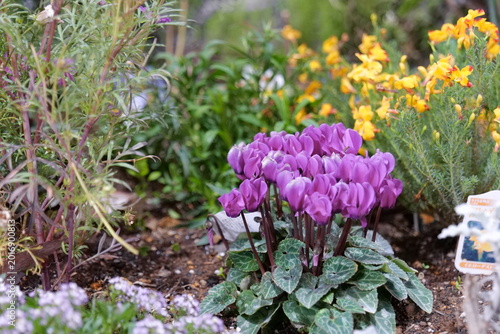 花壇に植えられた紫色のパンジーの花