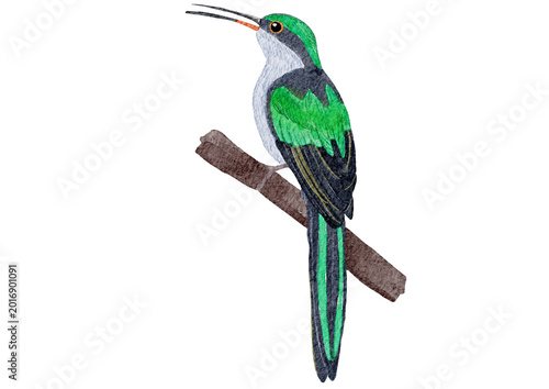 Green Hummingbird / Jacamar Watercolor