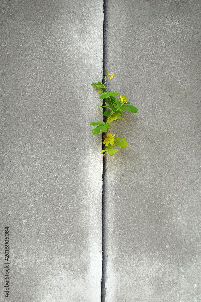 Fototapeta premium Plant growing in concrete crack concept of resilience. Yellow wild flower sprouting through a crack in a grey pavement, showcasing urban botany, strength of life, and nature fighting back.