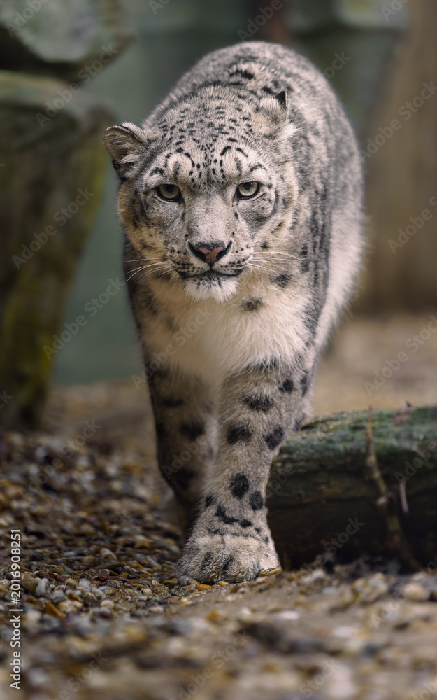 Obraz premium Portrait of Snow leopard in zoo
