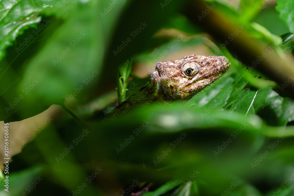 Fototapeta premium Common chameleon behind the leaves
