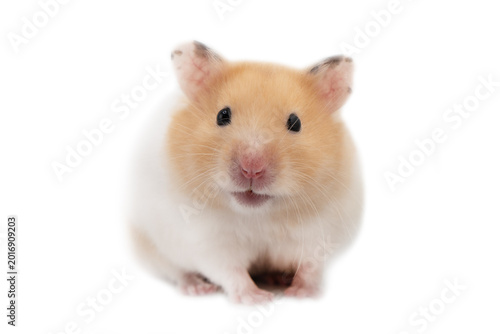 Golden Hamster isolated on white background. Beautiful beige hamster on a white background