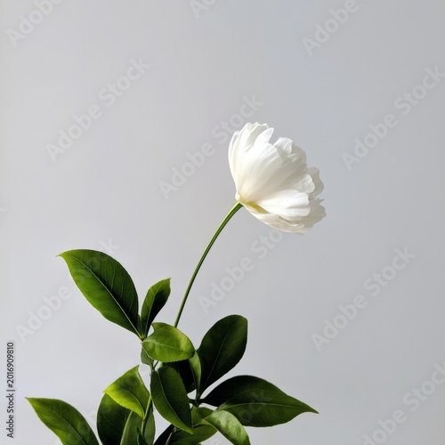 White Flower With Green Leaves Against a Light Background in a Simple Setting