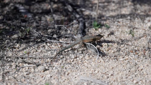 a slow motion clip of a common side-blotched lizard walking away from the camera at joshua tree national park of california, usa