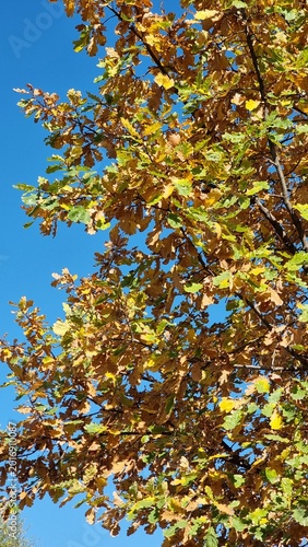autumn leaves of tree in the garden

