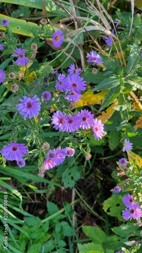 beautiful flowers in the garden