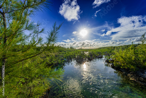 Tableau sur toile Sunlit mangrove landscape with crystal-clear water and lush green vegetation in