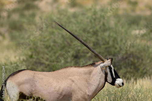 Fotografie Closeup of a gemsbok, Kgalagadi Transfrontier  Park