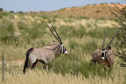 Photography A pair of gemsbok with a dune in the background, Kgaladi Transfrontier Park