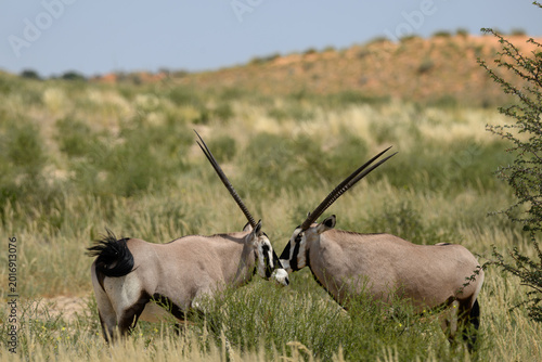 Fotografie A pair of gemsbok with a dune in the background, Kgaladi Transfrontier Park