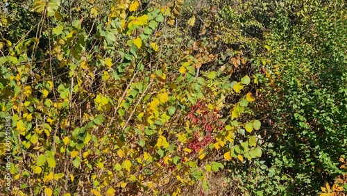 autumn leaves in the garden