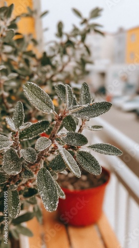 Frost-Covered Leaves on a Potted Plant