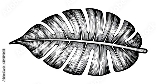 Tableau sur toile monstera, tropical, leaf, botanical, illustration, engraving, ink, vintage, jung