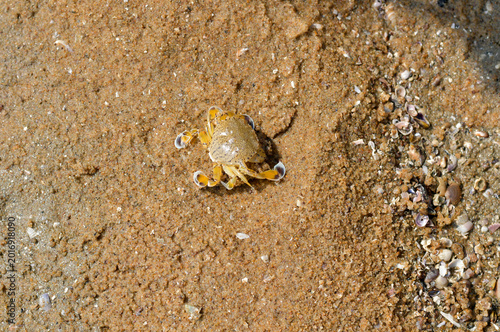 Photography Close-up of a small moon crab on beach sand