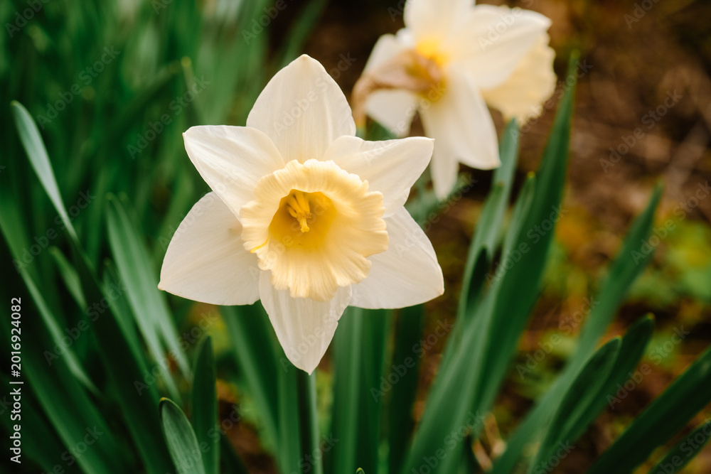 Fototapeta premium White and yellow daffodil flowers in green foliage
