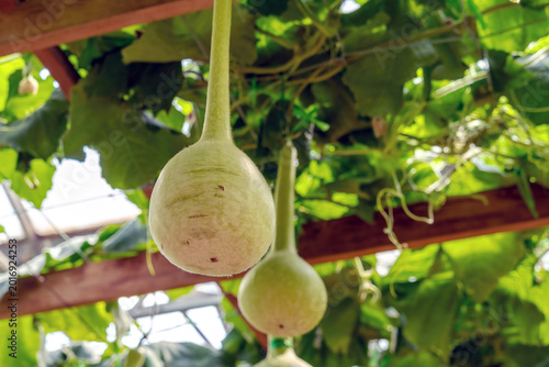 Konstfotografi Fresh bottle gourds hanging on the vine in a greenhouse
