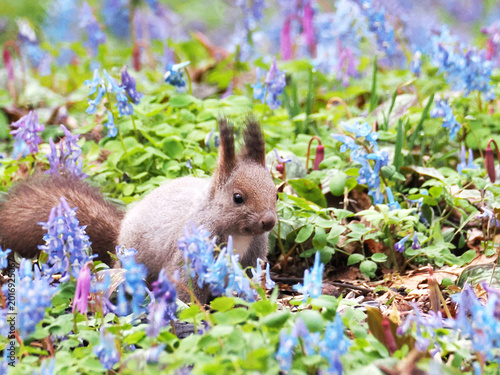 エゾエンゴサクとカタクリの花とエゾリス